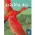 SCARLET IBIS