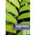 Green Planet (Dominoes 2) New Edition