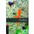 Goldfish - Oxford University Press Library Level 3
