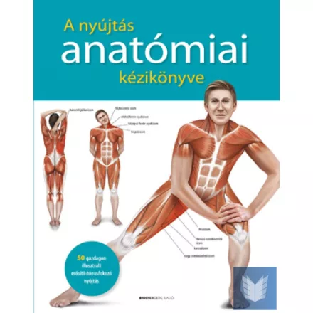 A nyújtás anatómiai kézikönyve