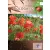 Biologie 12. pentru liceu